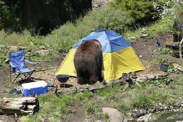ukrbear-1755114636.0485 ukrbear-1755114636.0485